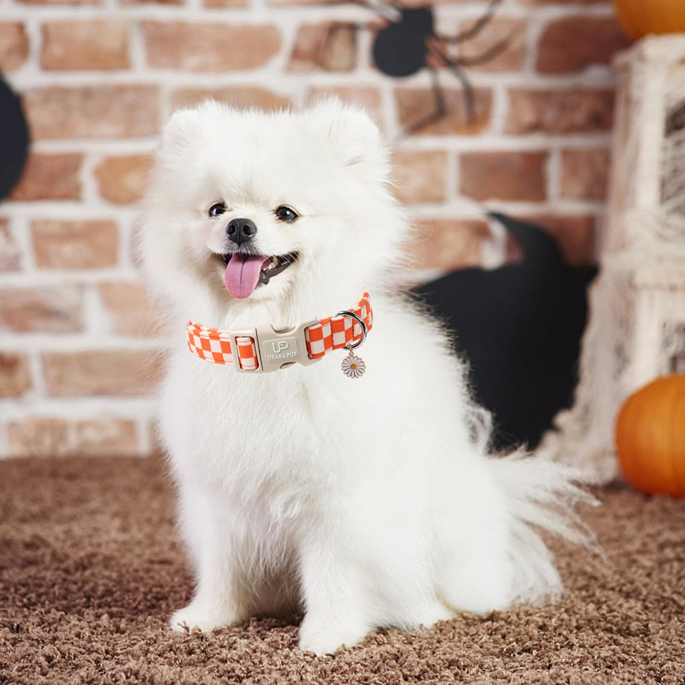 UP URARA PUP metal D-ring for secure leash attachment