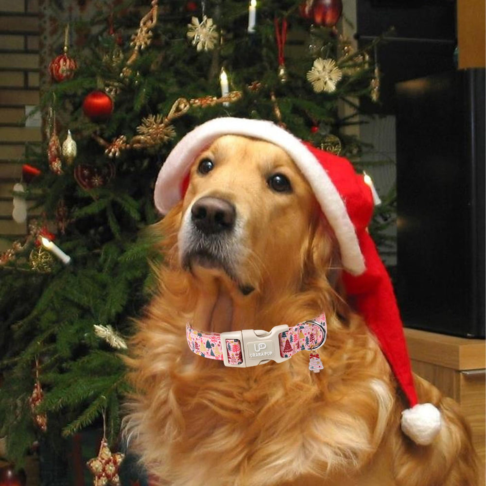 UP URARA PUP collar supports small to large dogs and easy sizing.