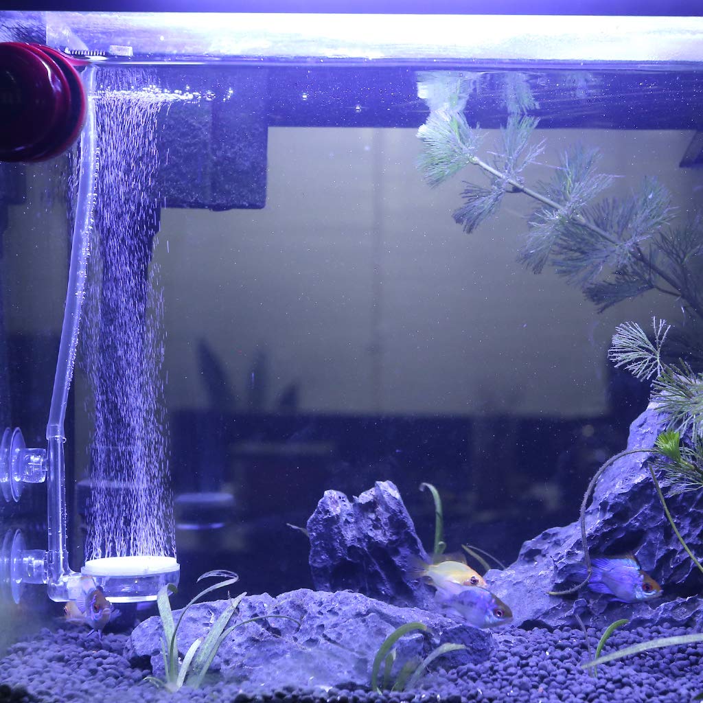 UPETTOOLS betta-friendly diffuser supports vibrant color with gentle aeration.
