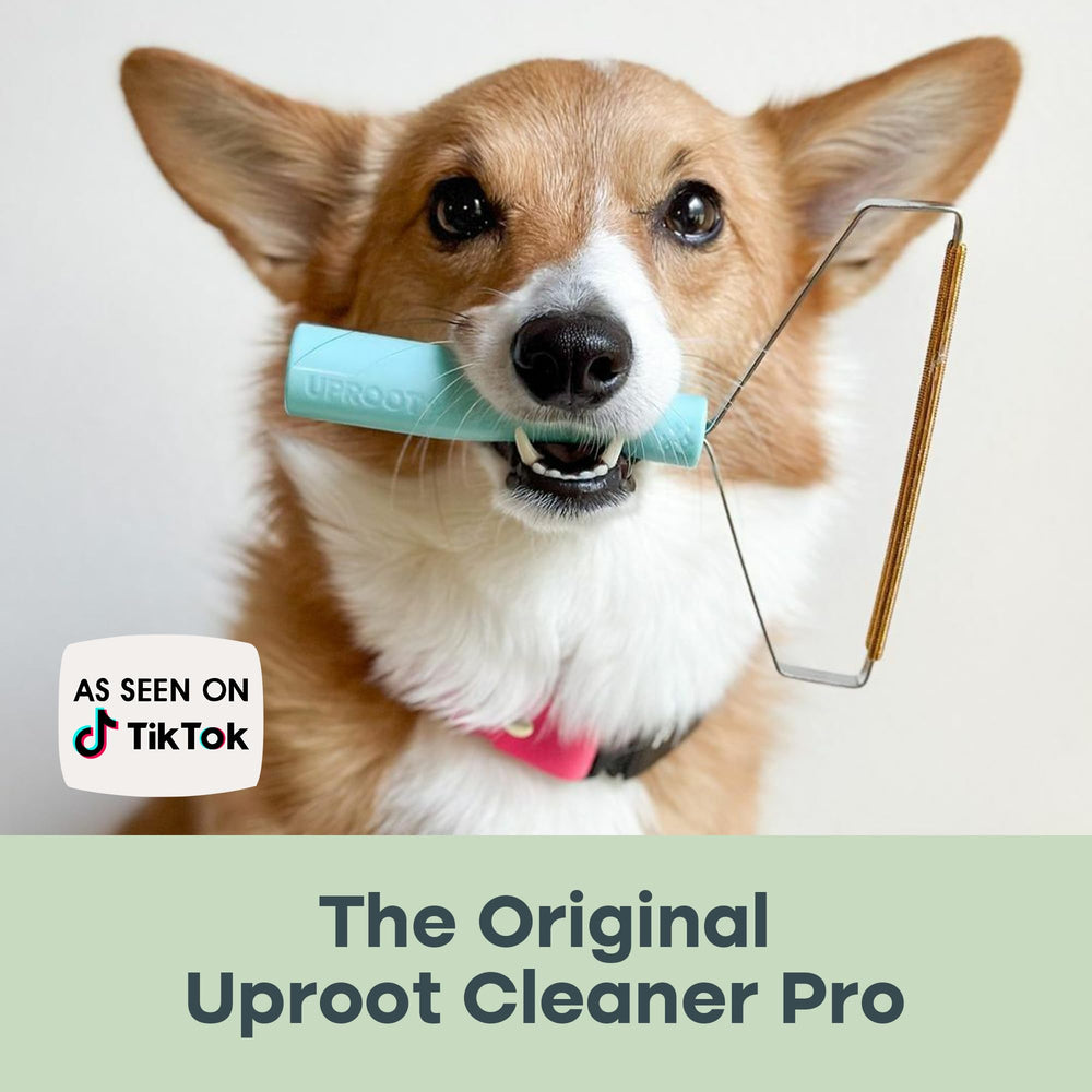 Uproot Cleaner Pro on rugs and carpets for tidy living spaces.
