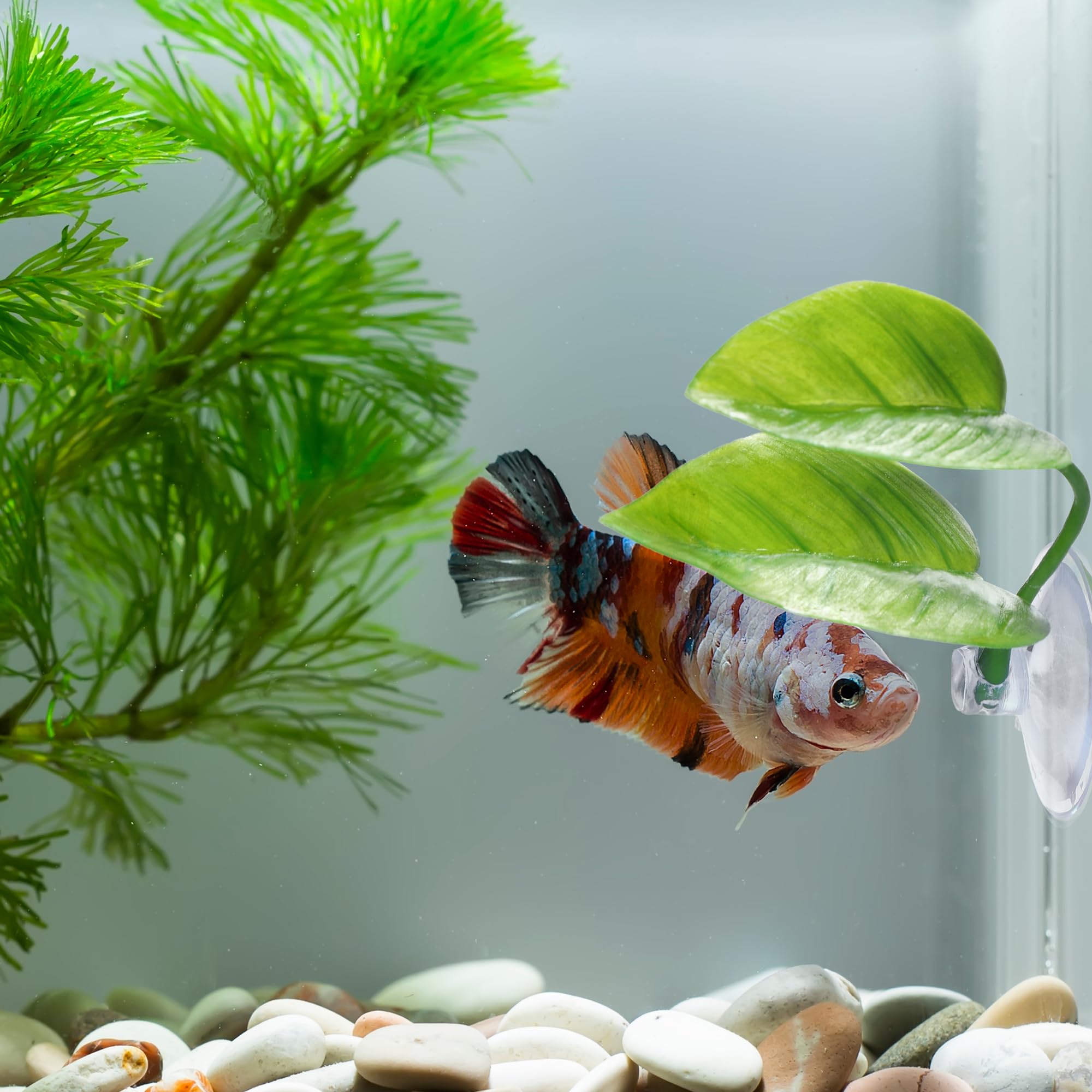 URATOT betta resting-ground placement at 3/4 tank height encourages calm downtime