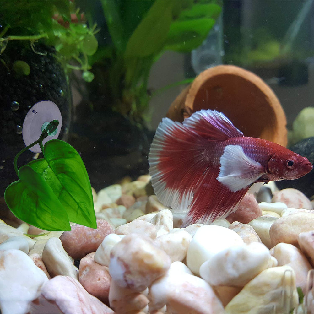 URATOT betta spawning-nesting application supports a safe, enriched environment