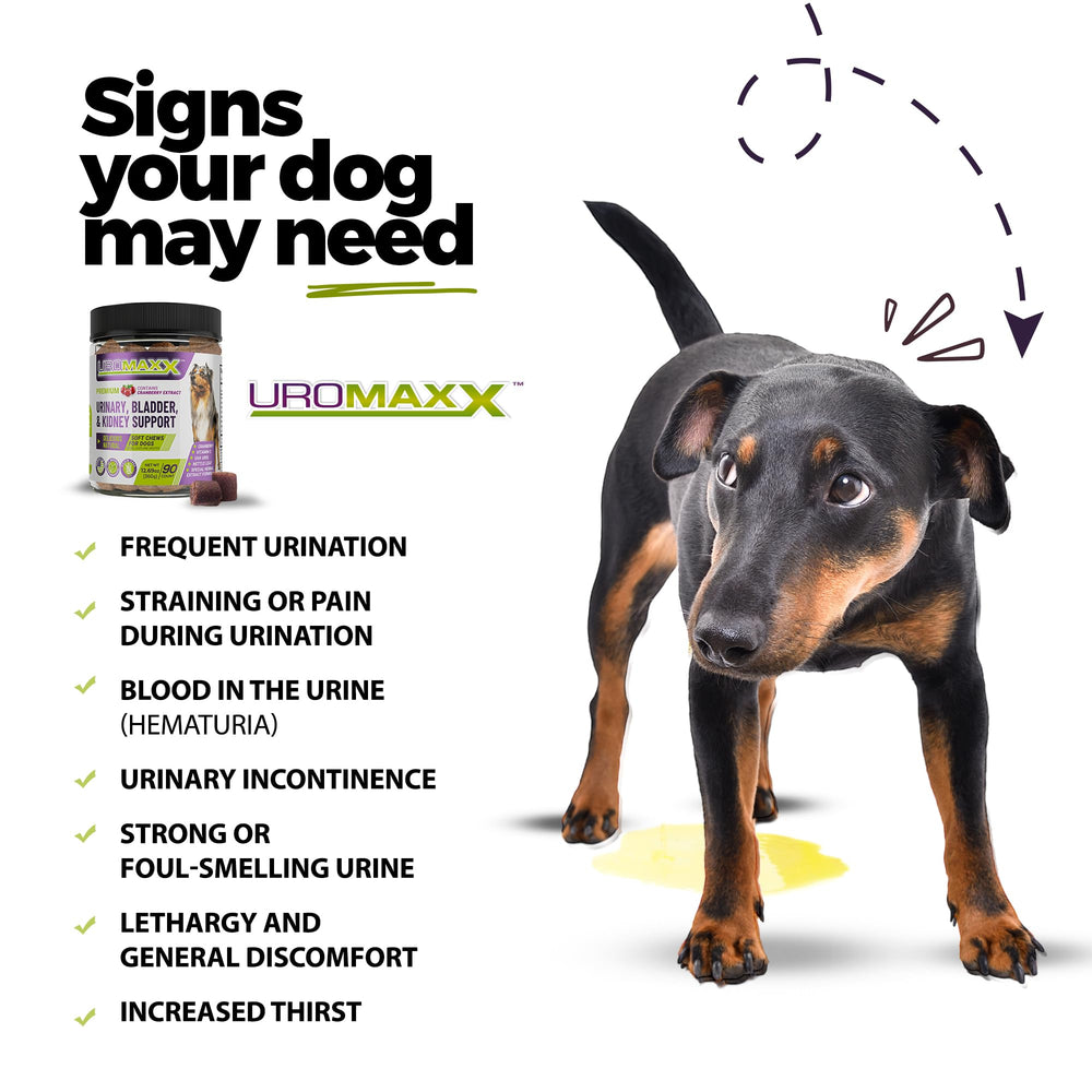 UroMAXX soft chews in chicken flavor for easy daily pet treats.