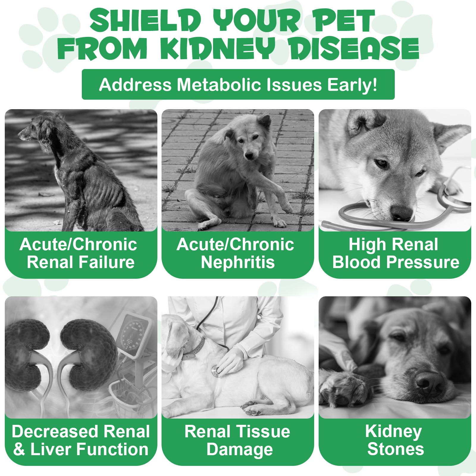 Uruses Pet Kidney Support energy-boost image suggests renewed vitality.