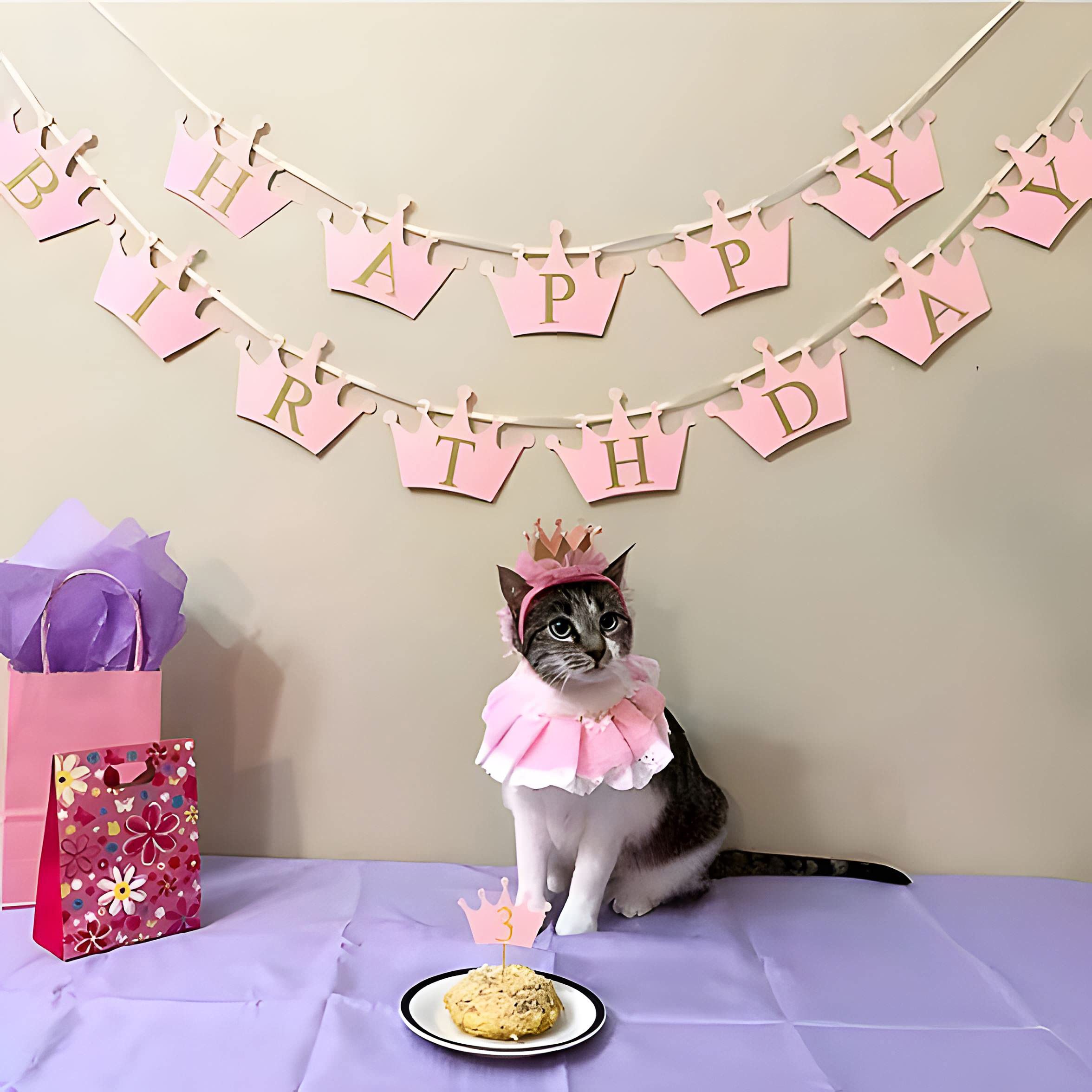 Ushang Pet adoption day photo featuring crown hat ensemble