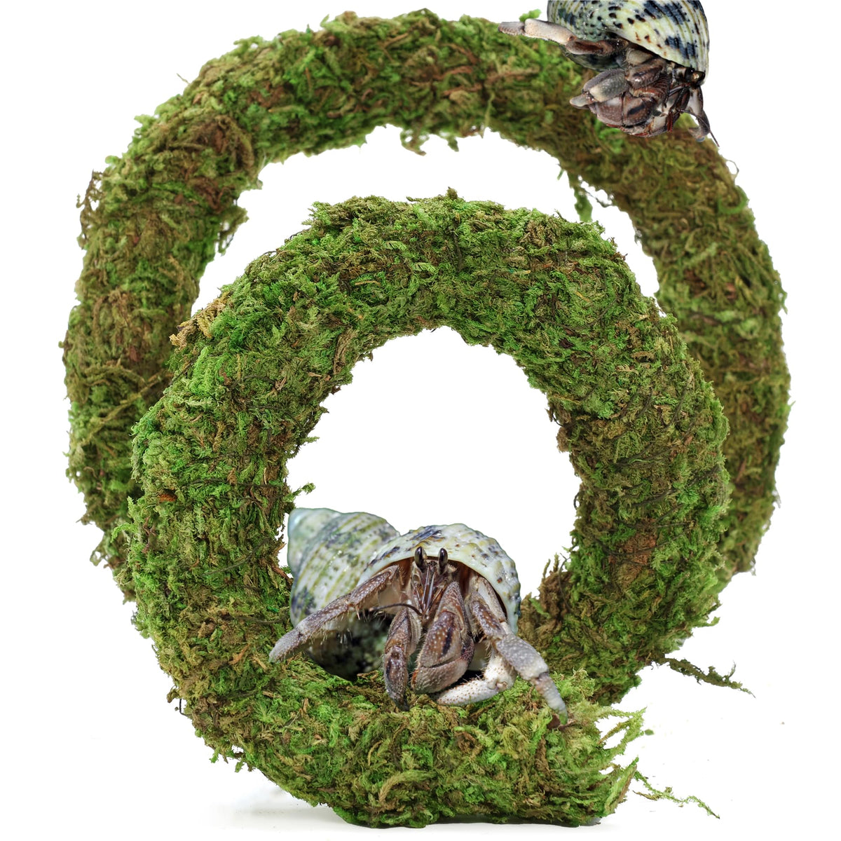 USMOLA bendable moss vine 20inch offers adjustable climbing paths for hermit crabs.