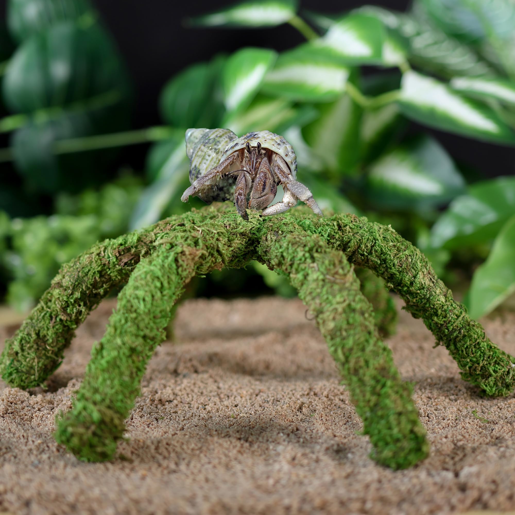 USMOLA forest green moss vine in terrarium adds natural climbing play.