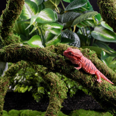 USMOLA Moss Vine bendable structure shaped around branches for terrariums