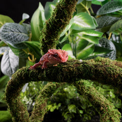 USMOLA Moss Vine climbing-paths close-up for flexible enclosures