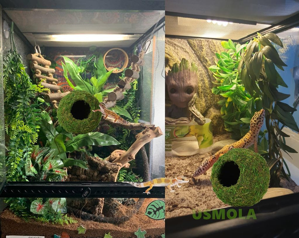 USMOLA Mossy Caves designed for crested geckos and small snakes