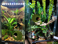 USMOLA Mossy Caves add natural decor while supporting enrichment and exploration