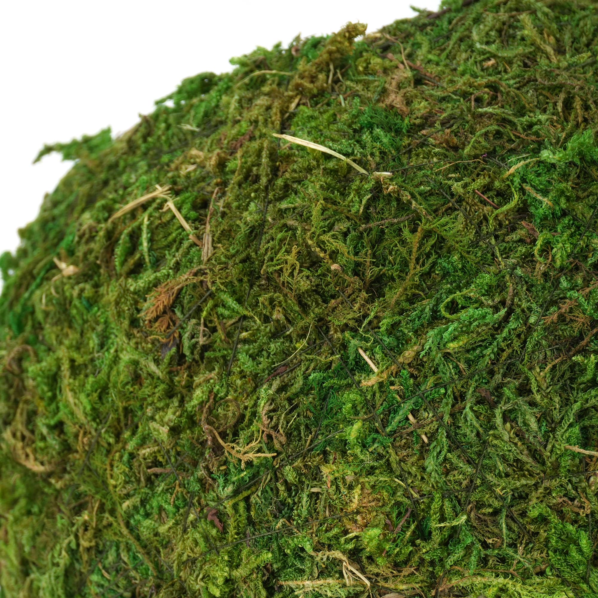 USMOLA Mossy Caves 4-inch size fits compact terrariums and vivariums