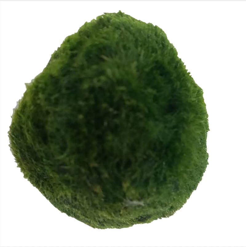 USRUTIUD green algae balls center centerpiece in aquarium for natural decor and calm ambiance