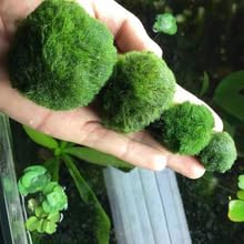 USRUTIUD green algae balls close-up texture showing vibrant moss surface for realistic aquarium decor