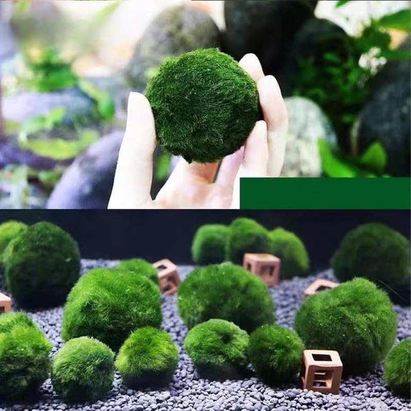 USRUTIUD green algae balls among plants in aquarium illustrating low-maintenance eco-friendly decor