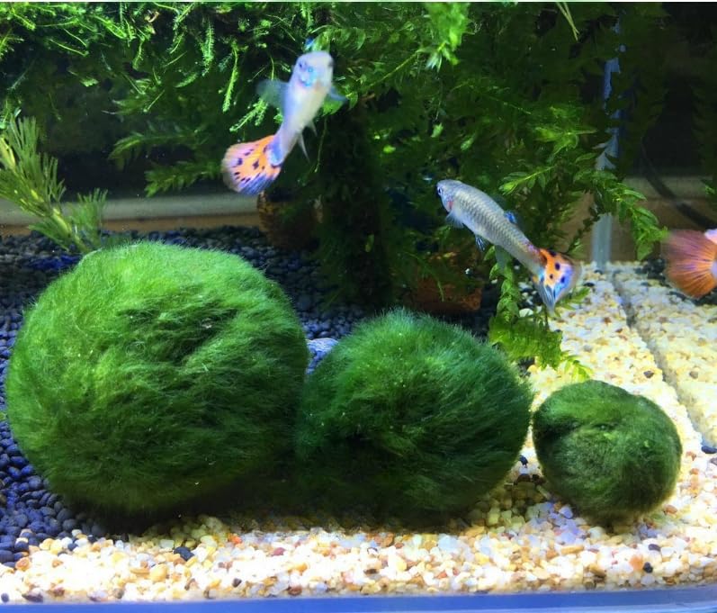 USRUTIUD green algae balls trio displaying decorative arrangement ready-to-use set
