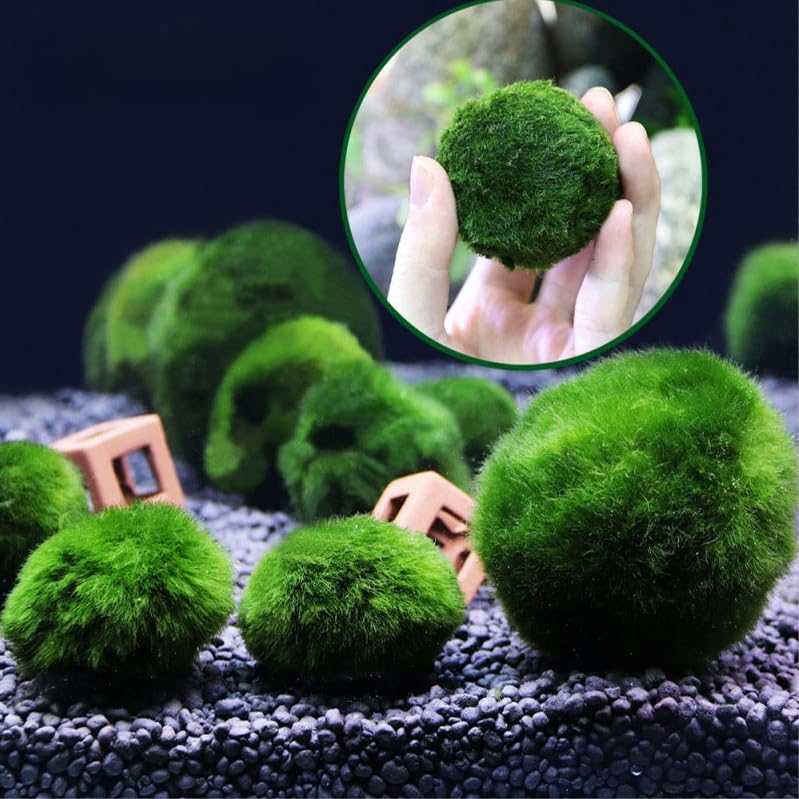 USRUTIUD green algae balls arranged to evoke a natural water-feature accent in tank