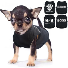 Uswalnna four-piece Chihuahua clothes on a tiny dog for daily stylish wear.