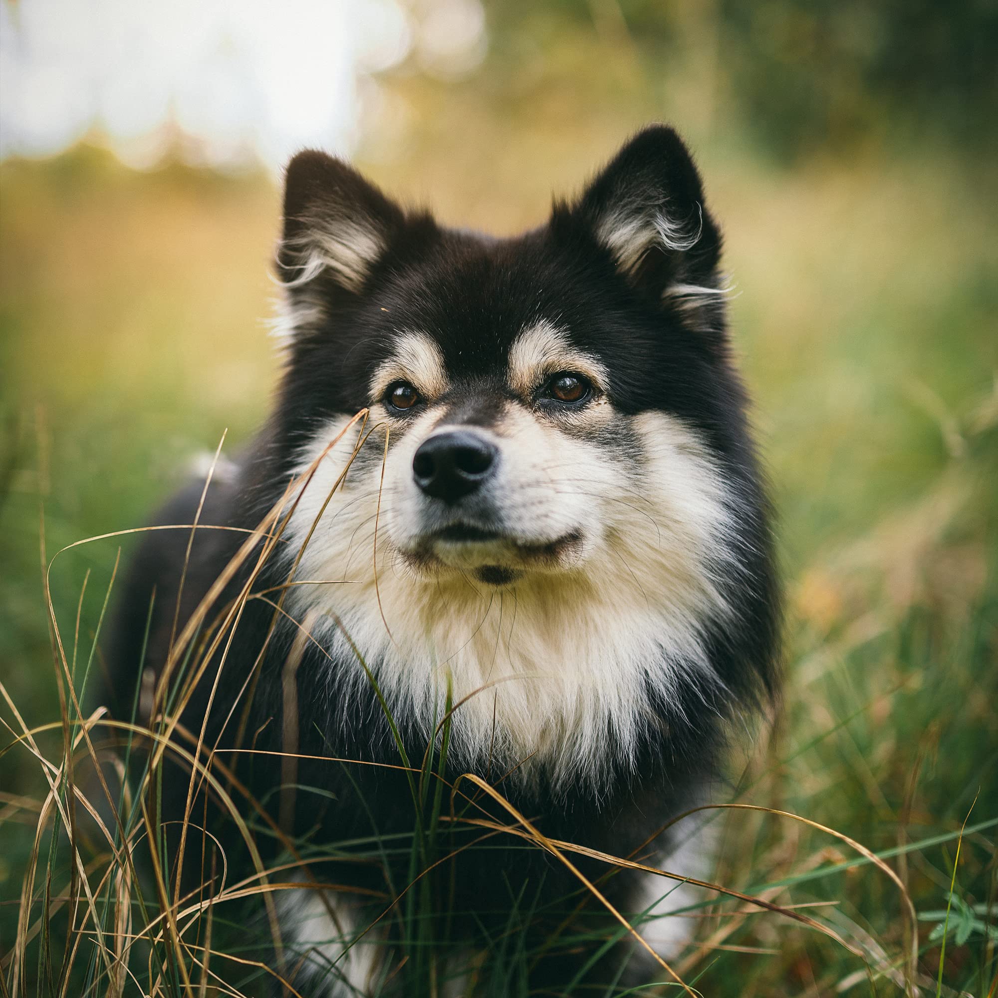 Van Beek DiaGel package with label emphasizes natural ingredients for canine digestion.