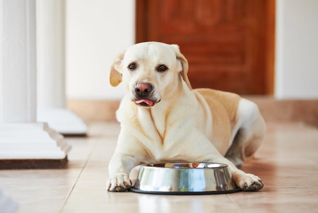 Van Ness large stainless steel bowl with wide no-tip base keeps feeding stable and floors clean