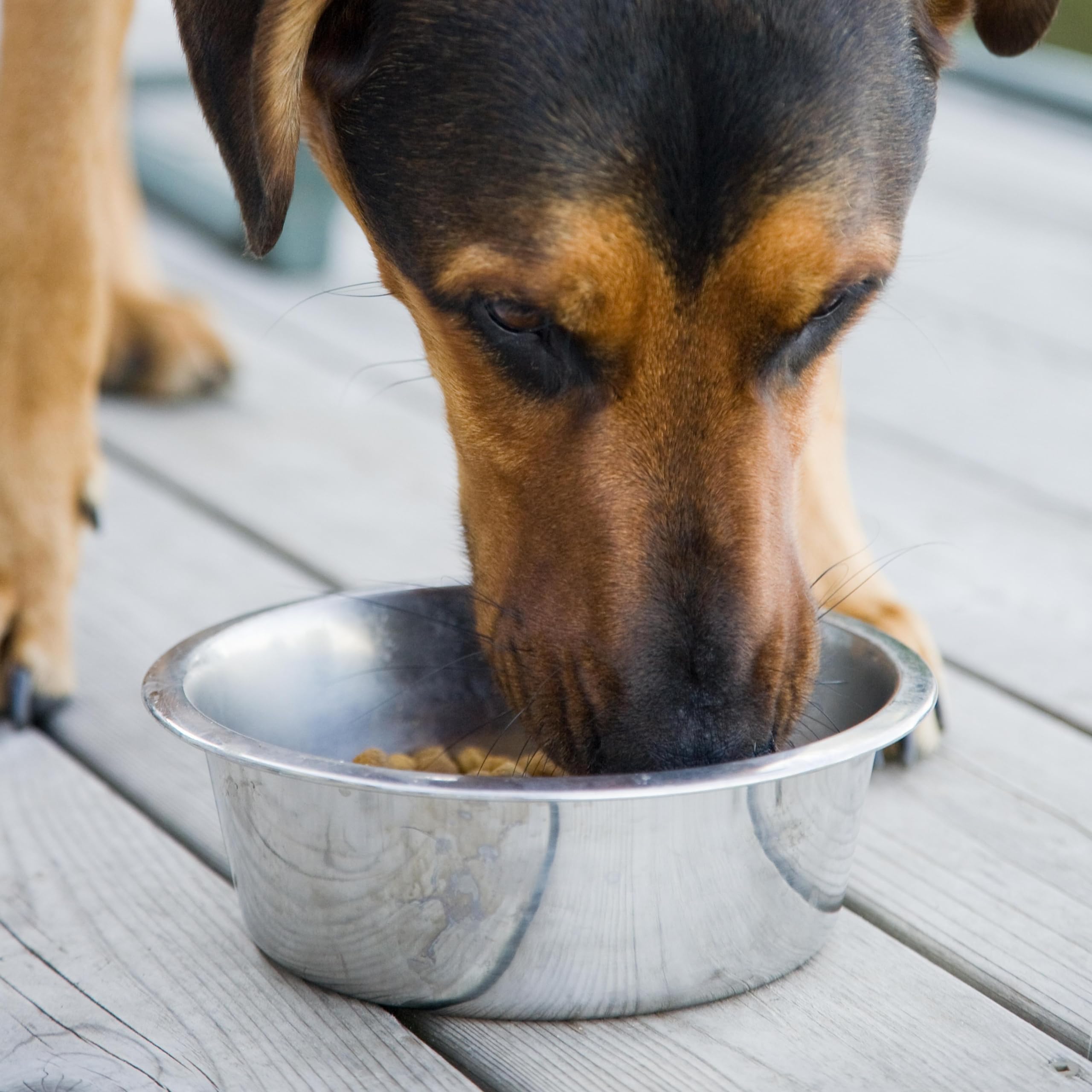 Vanacara stainless steel dog bowl 2-pack, dishwasher safe for easy cleanup after meals