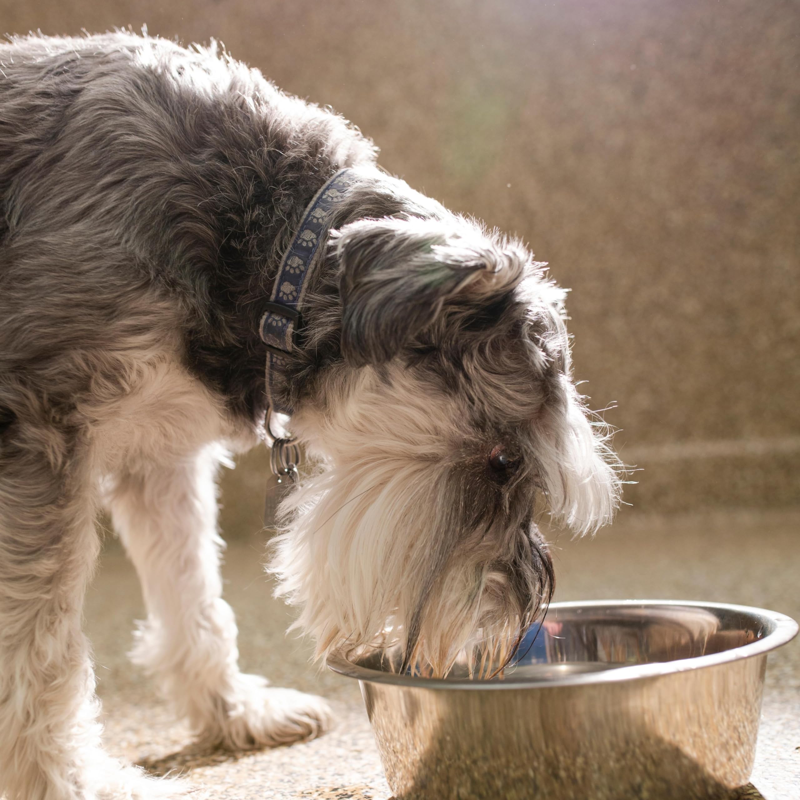 Vanacara stainless steel dog bowl 2-pack, inside diameter 9in, easy-to-clean surface for dry or wet food