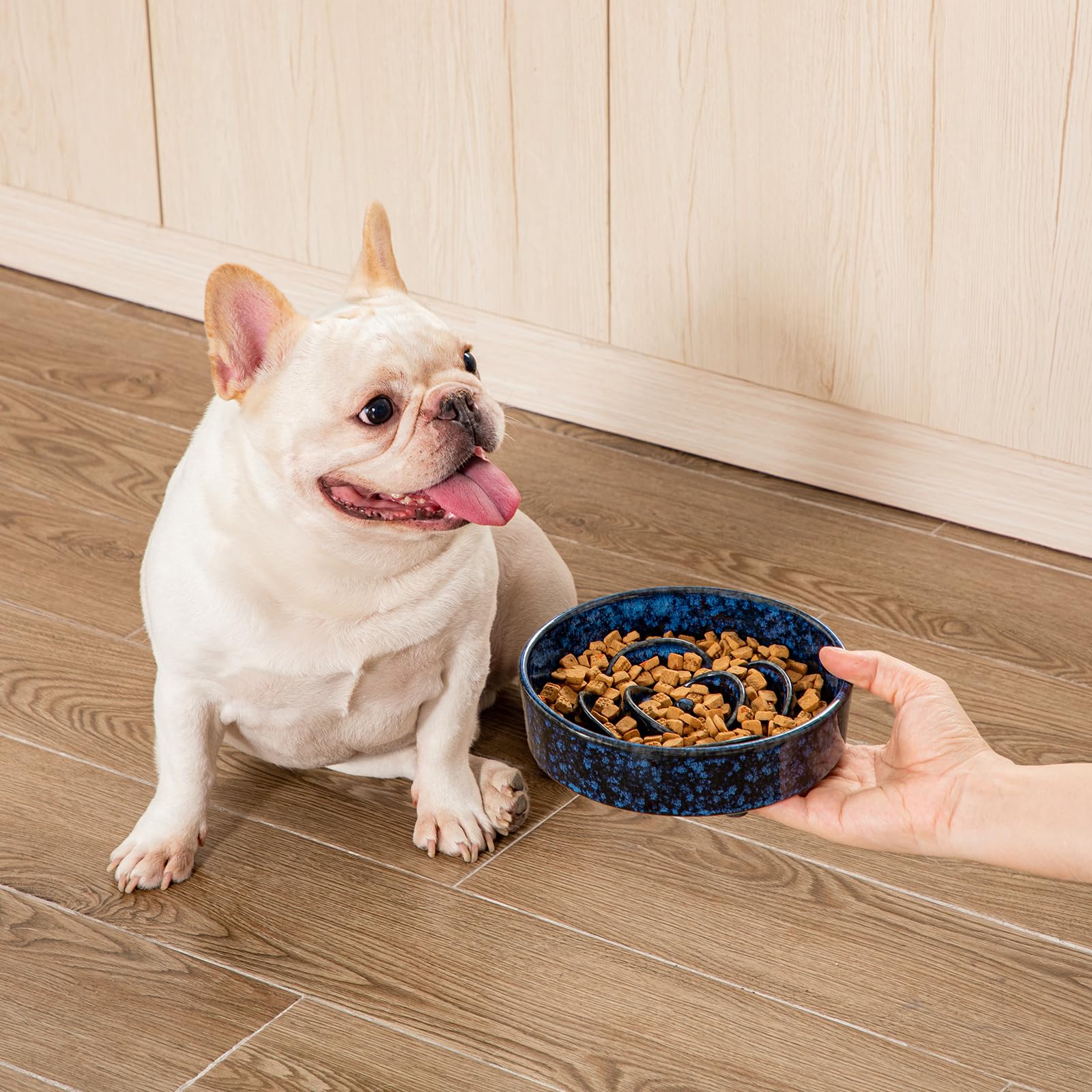 Vancasso blue bowl in use with small dog demonstrates safe, mess-free feeding.