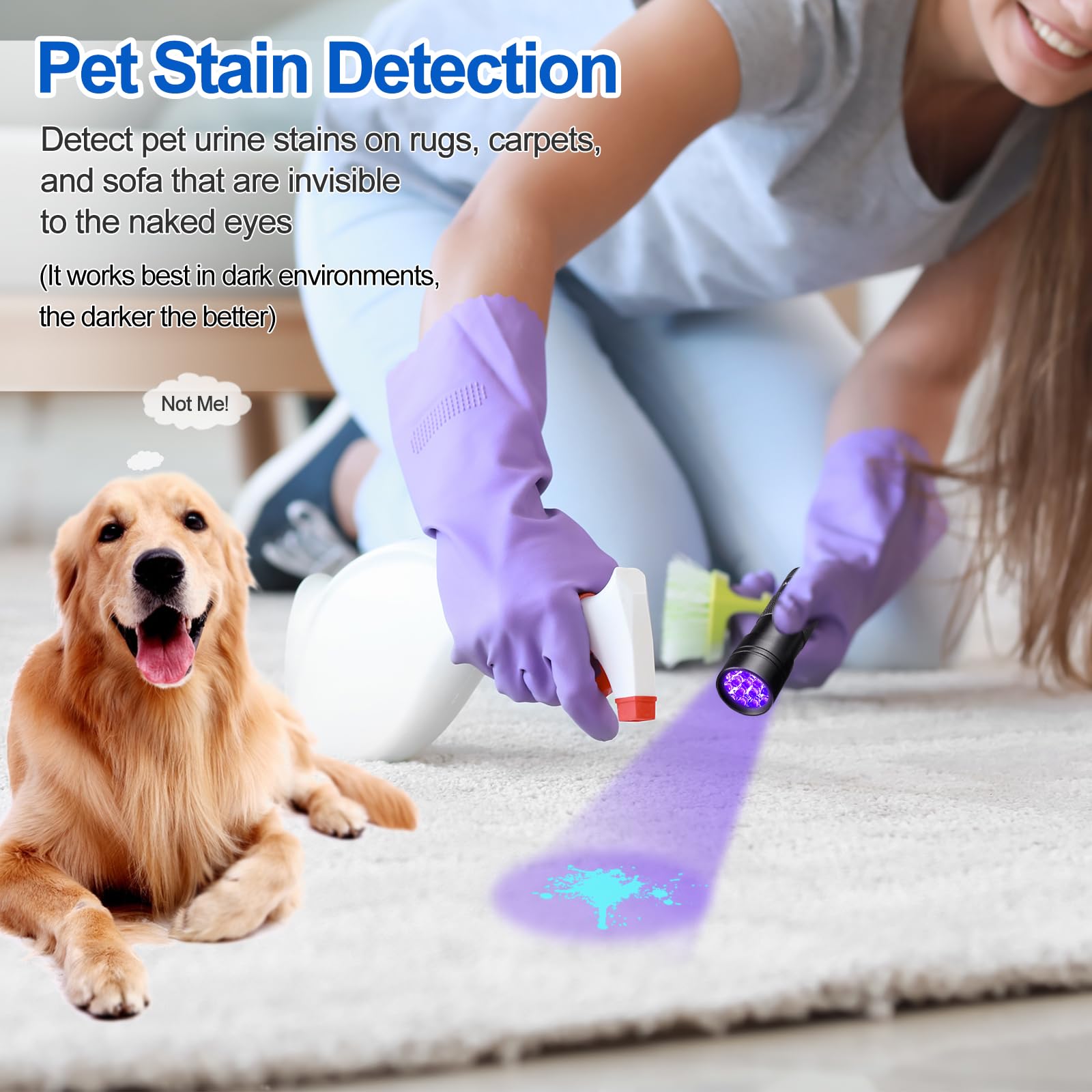Vansky urine detector in use reveals pet urine stains on carpets