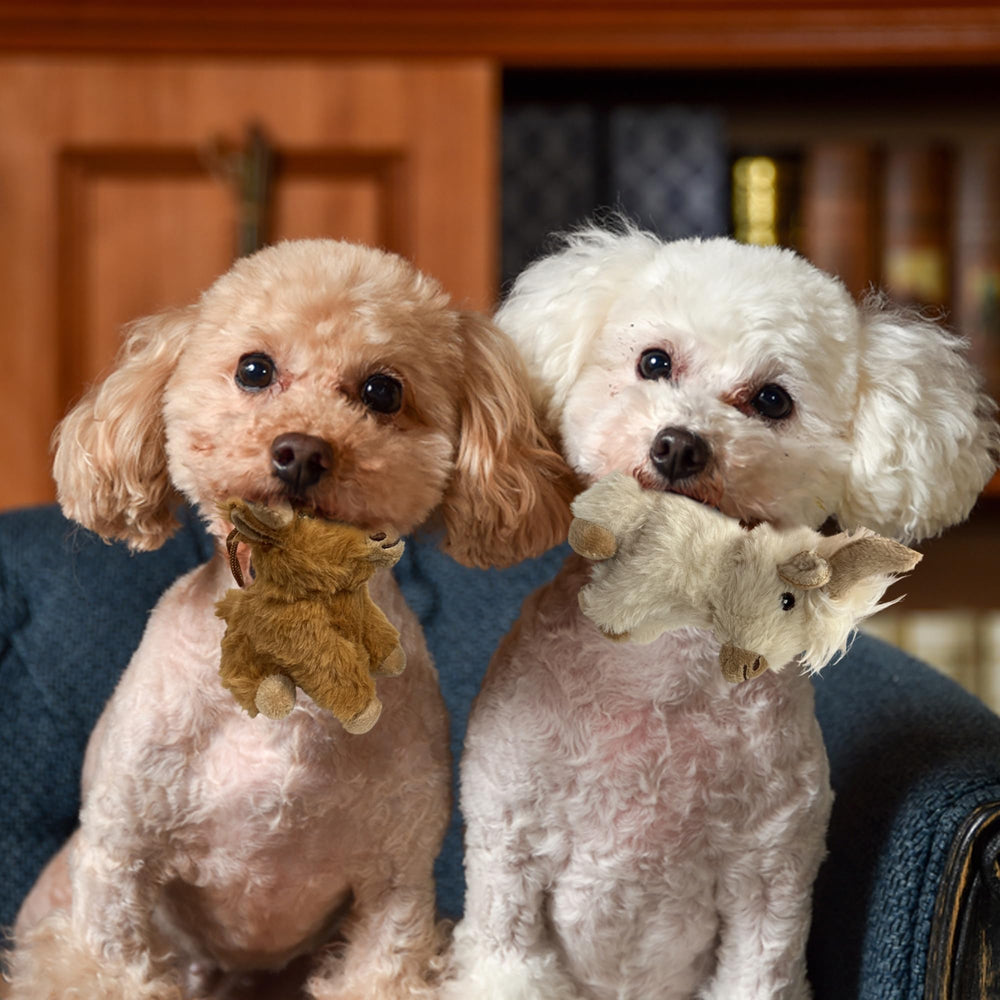 Vaulted Skulls & Co cow bundle 2-pack packaging highlights durable squeaky entertainment.