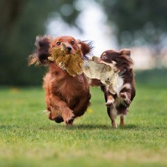 Vaulted Skulls & Co cow dog toy 6in brown tan color adds friendly aesthetics.