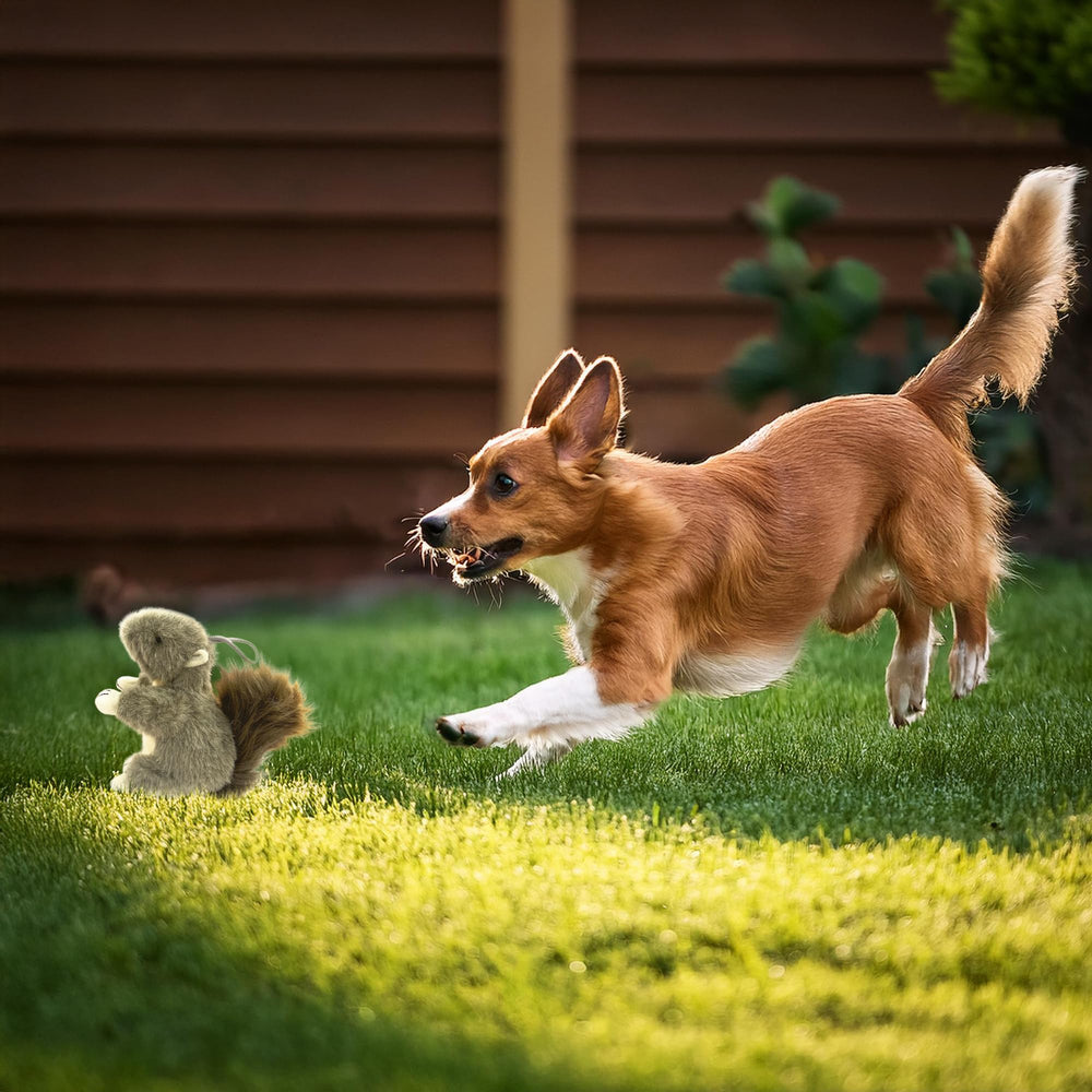Vaulted Skulls & Co Indoor Outdoor Squirrel Toy encourages active play in any space.