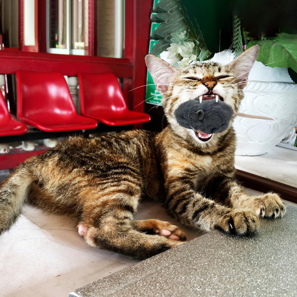 Vaulted Skulls & Co mouse toy encourages natural hunting during play.