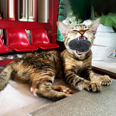 Vaulted Skulls & Co mouse toy encourages natural hunting during play.