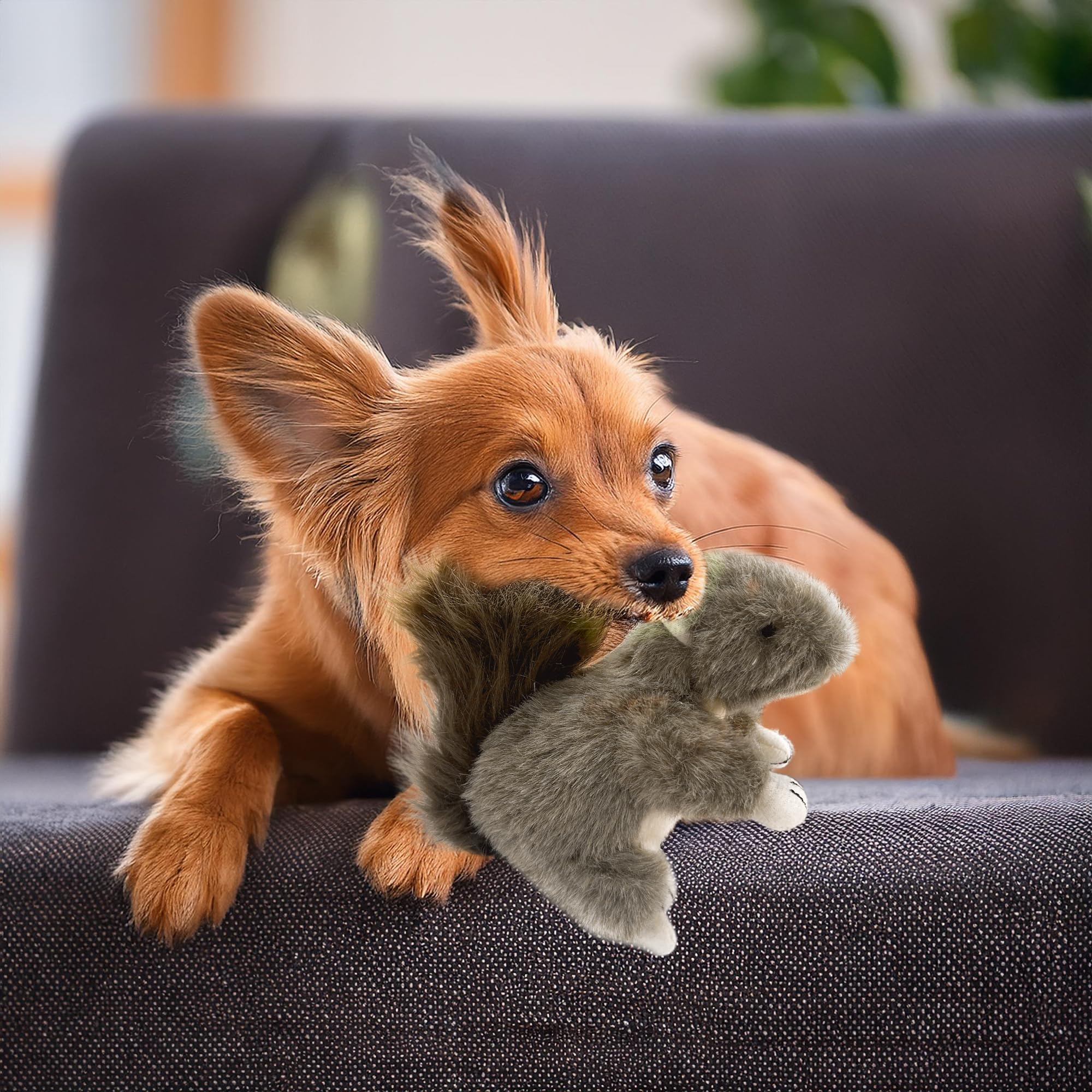 Vaulted Skulls & Co Multicolor Squirrel Toy for visibility and engaging play.