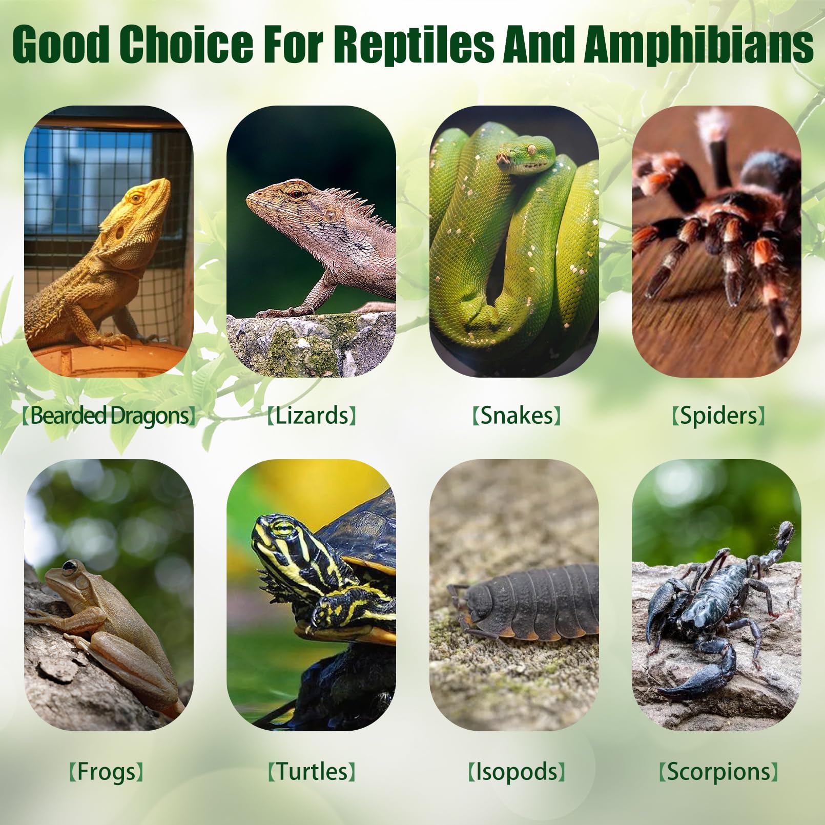 VCEPJH 1 lb cork bark in terrarium with bearded dragon ready for exploration.