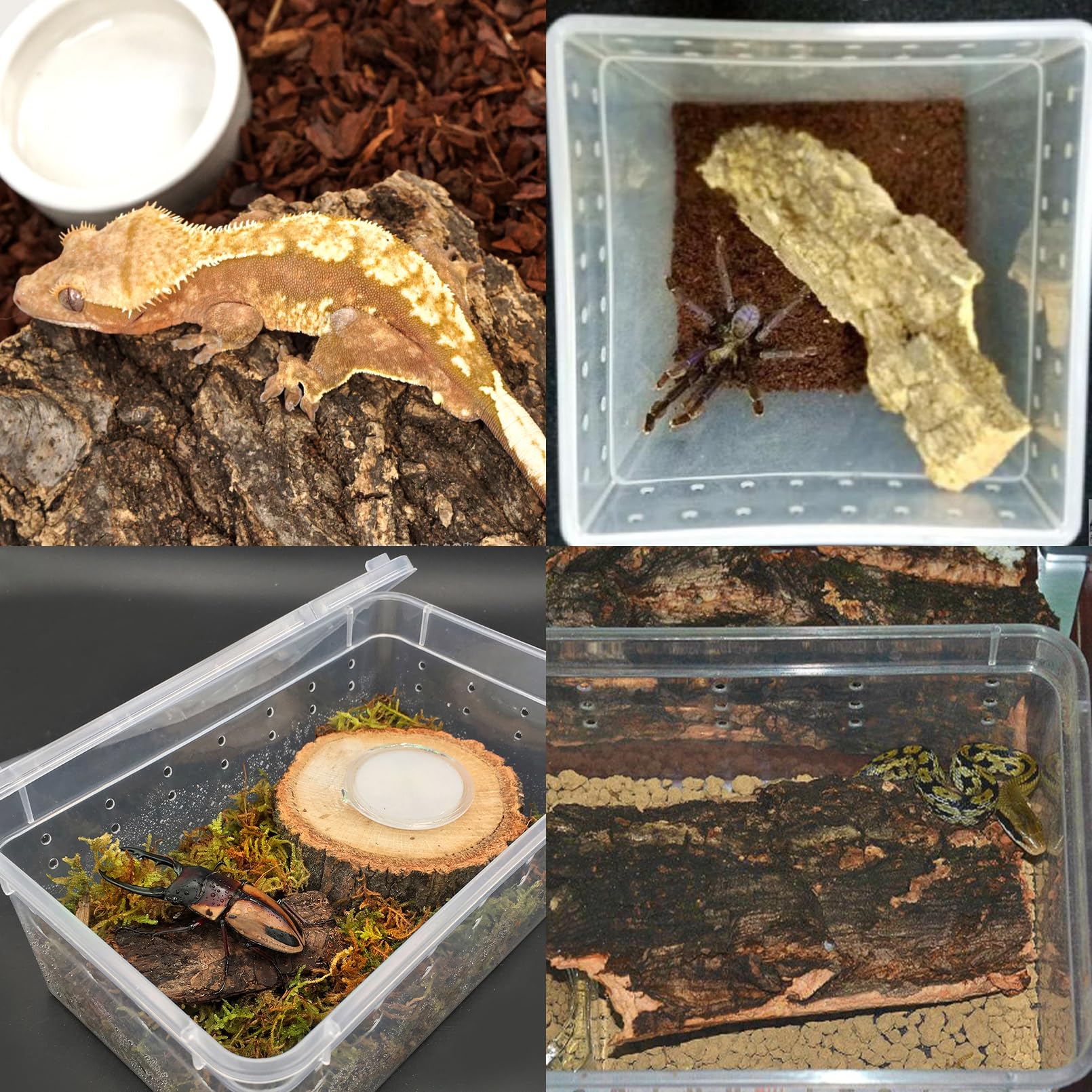 VCEPJH natural cork bark pieces arranged as backdrop for enrichment and exploration.