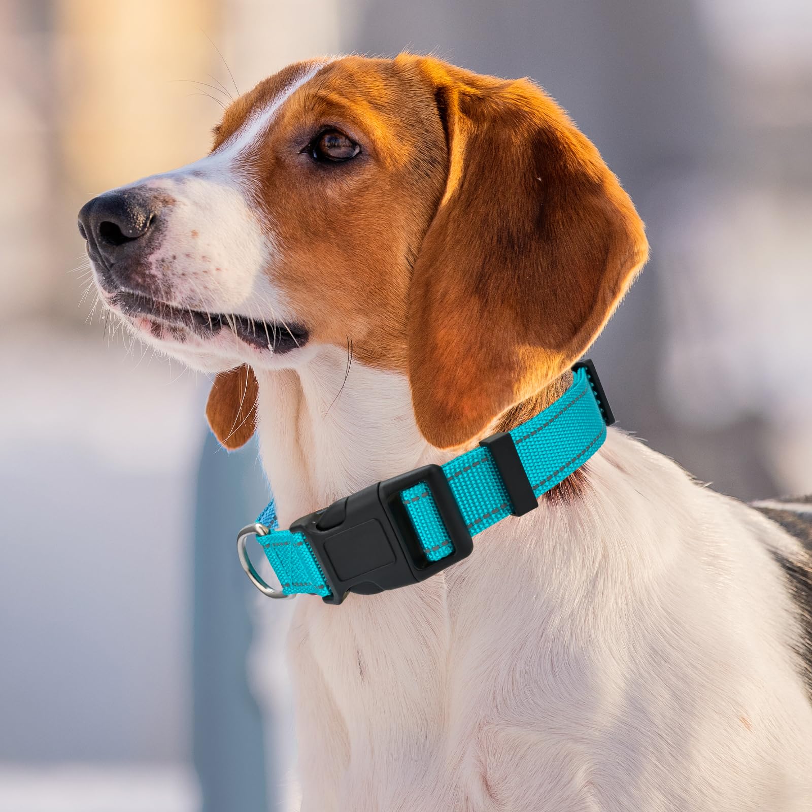 VCZONE collar on daily walks supports safe, stylish outings.