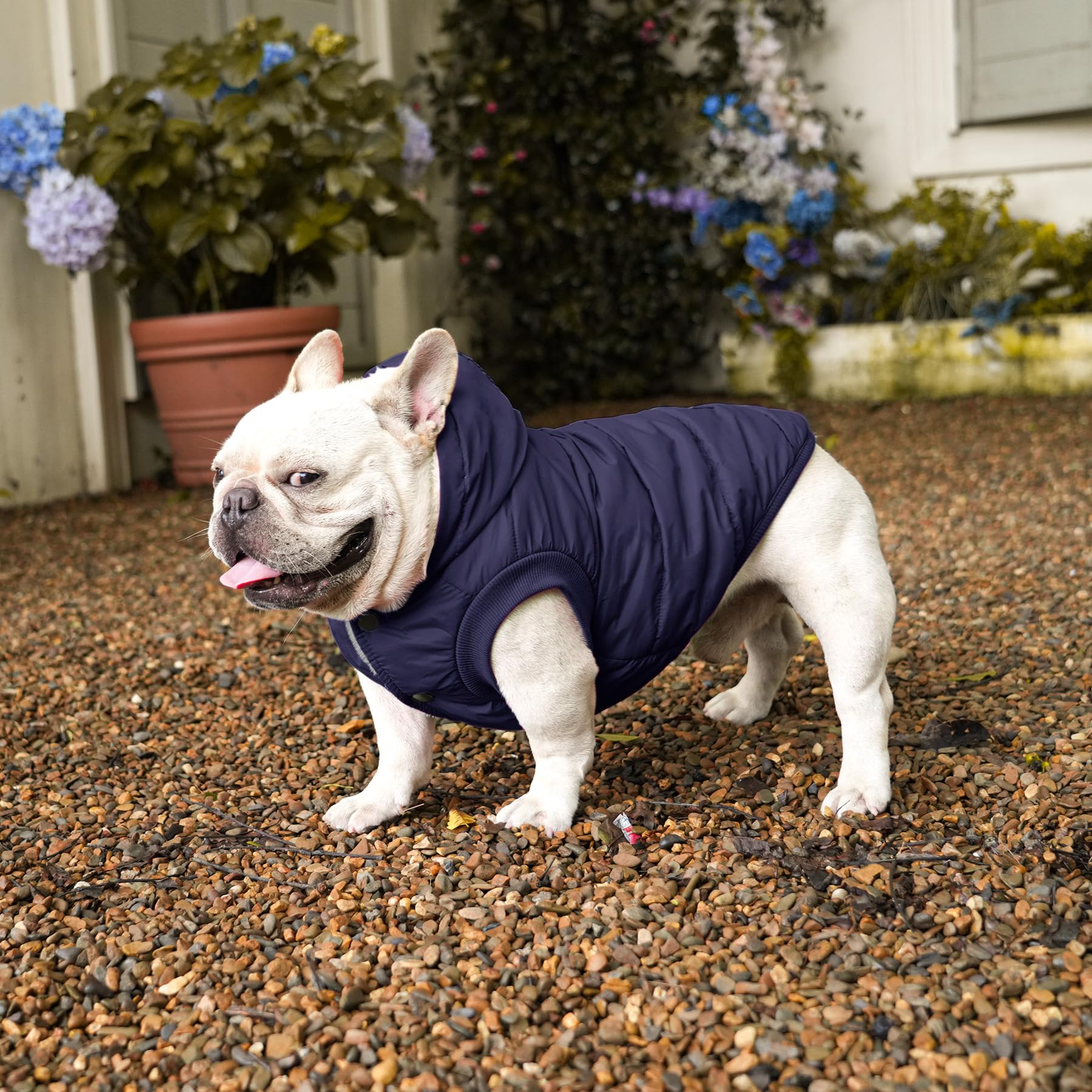 Vecomfy small-dog size guide emphasizes chest girth measurement.
