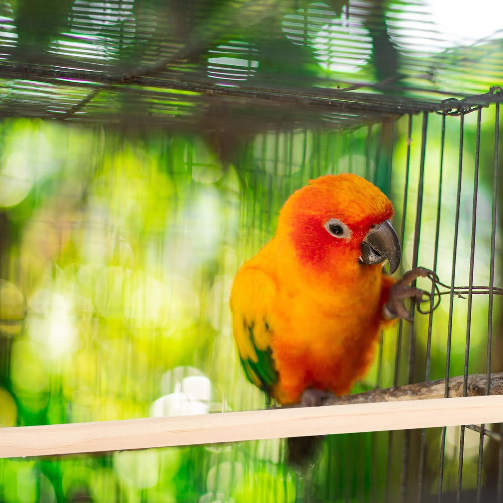 Veemoon bird perch closeup shows textured wood safe for chewing.