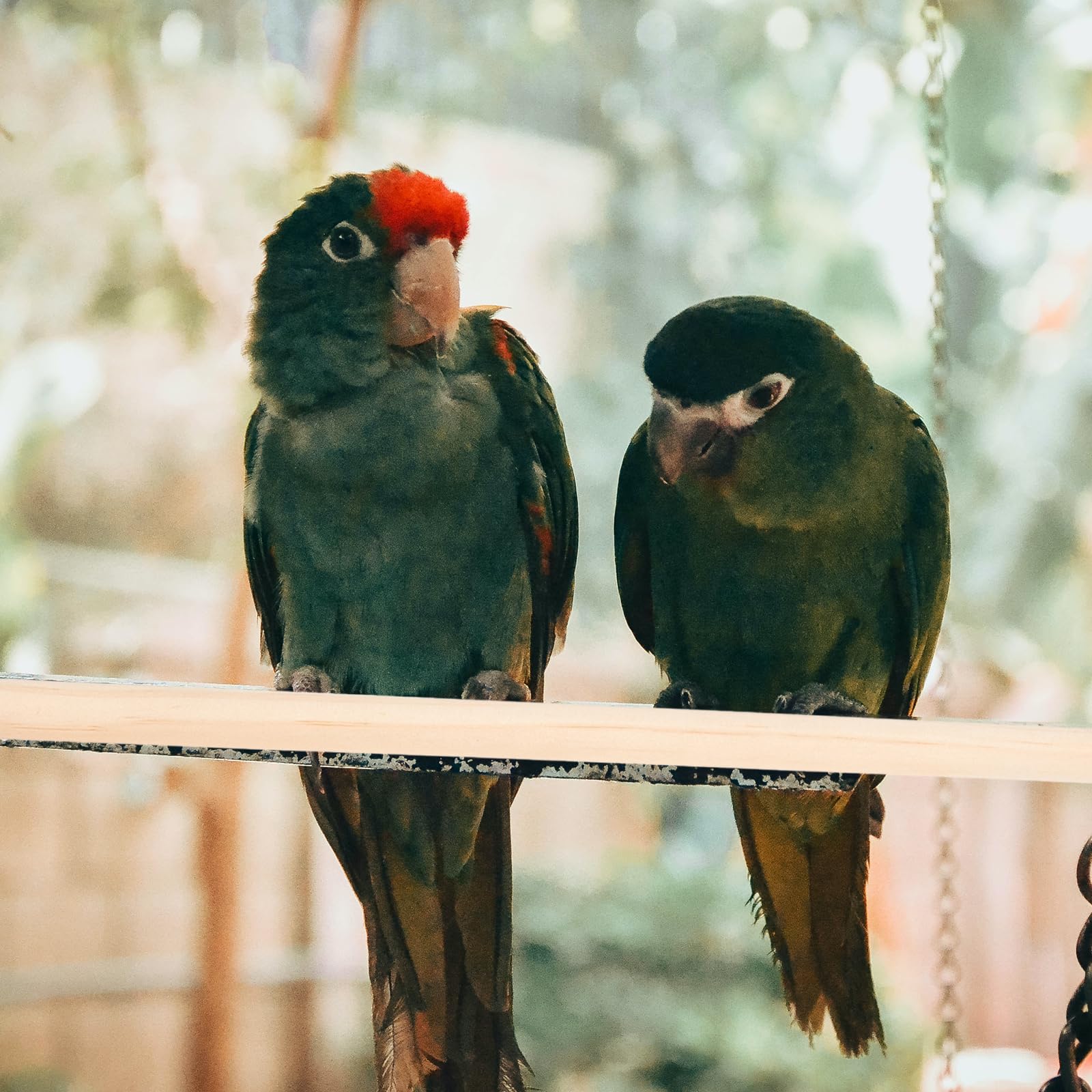 Veemoon bird perch standing in cage demonstrates rest and exercise opportunities.