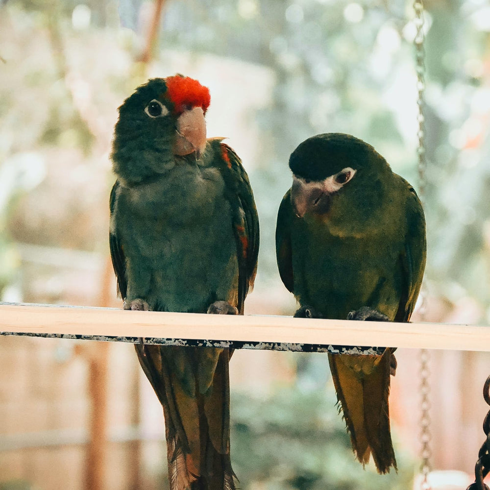 Veemoon bird perch standing in cage demonstrates rest and exercise opportunities.