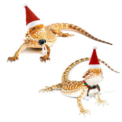 Vehomy red wool hat on tiny pet for warm holiday charm.