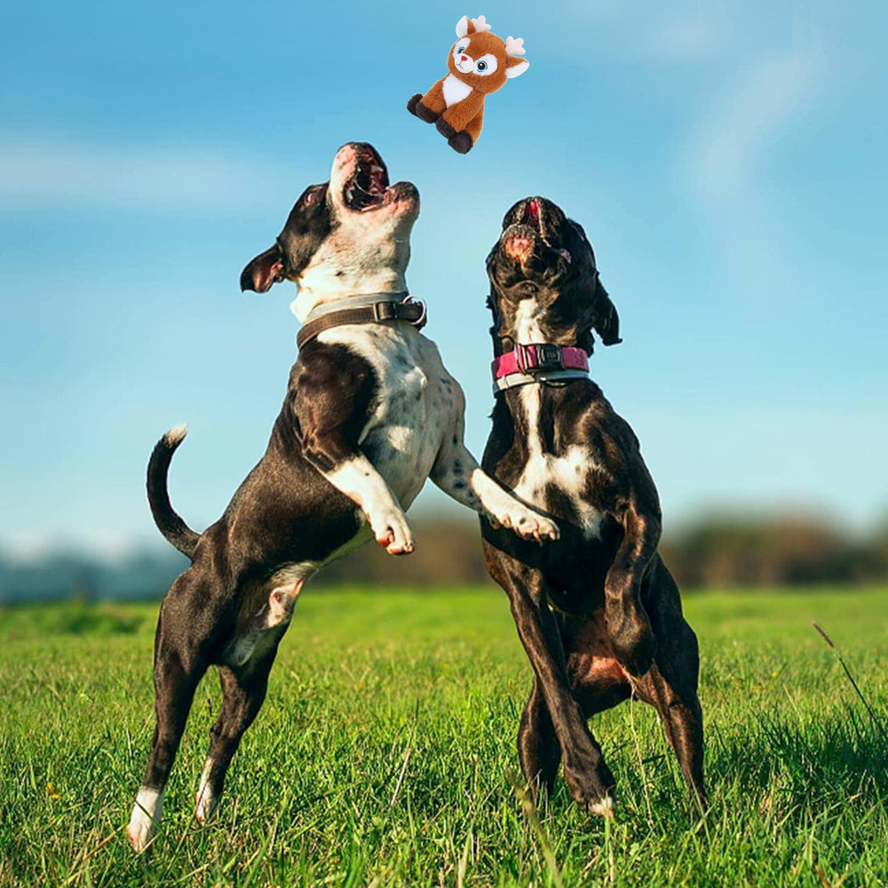 Veloisen packaging-inside view shows toy features and contents