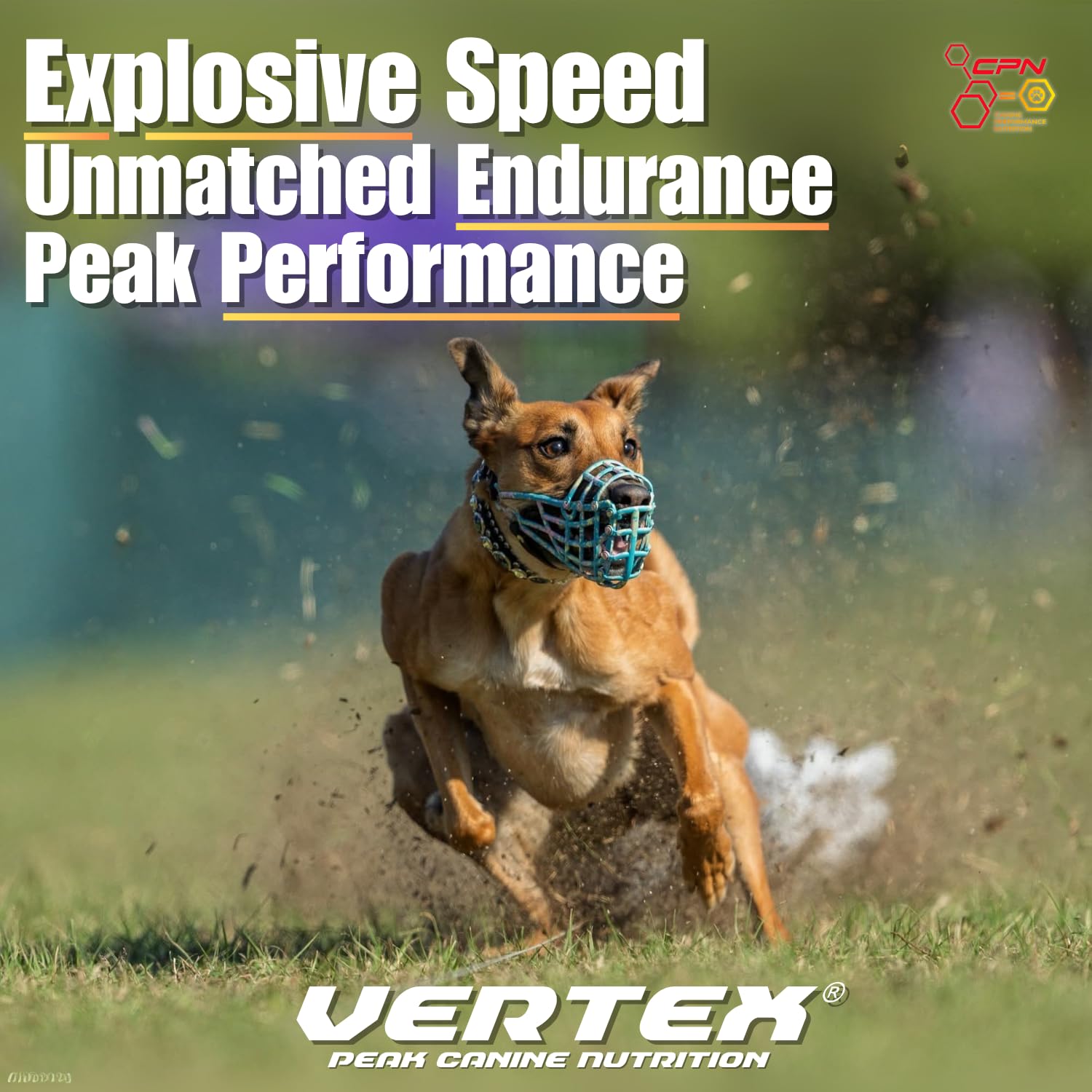 Vertex egg-protein-powder demonstrates diverse protein sources for strength and stamina.