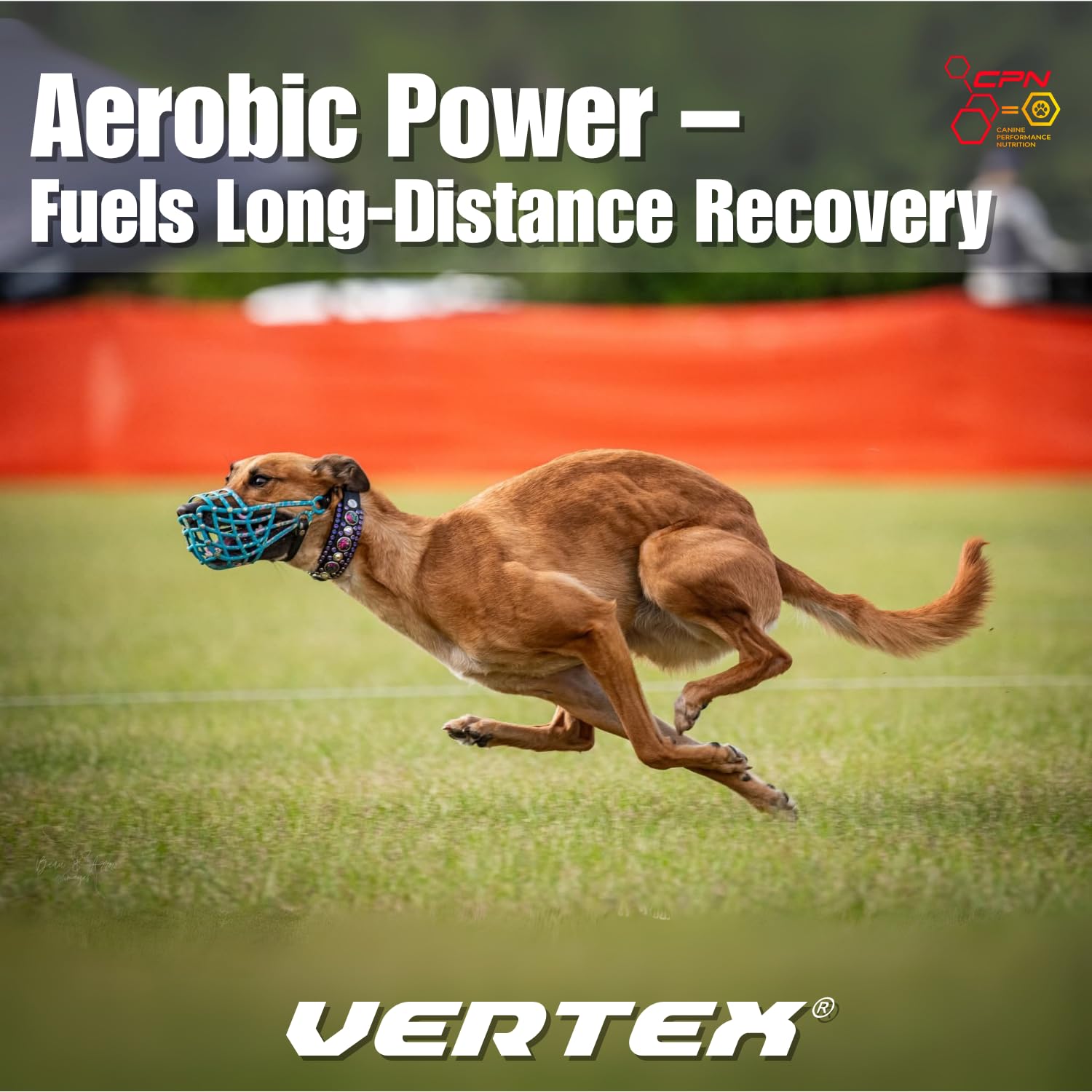 Vertex joint-support with antioxidants promotes mobility and immune health.