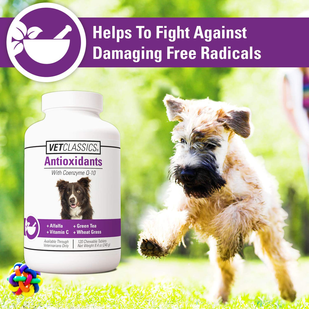 Vet Classics antioxidants with alfalfa and green tea ingredients promote immune-friendly wellness.