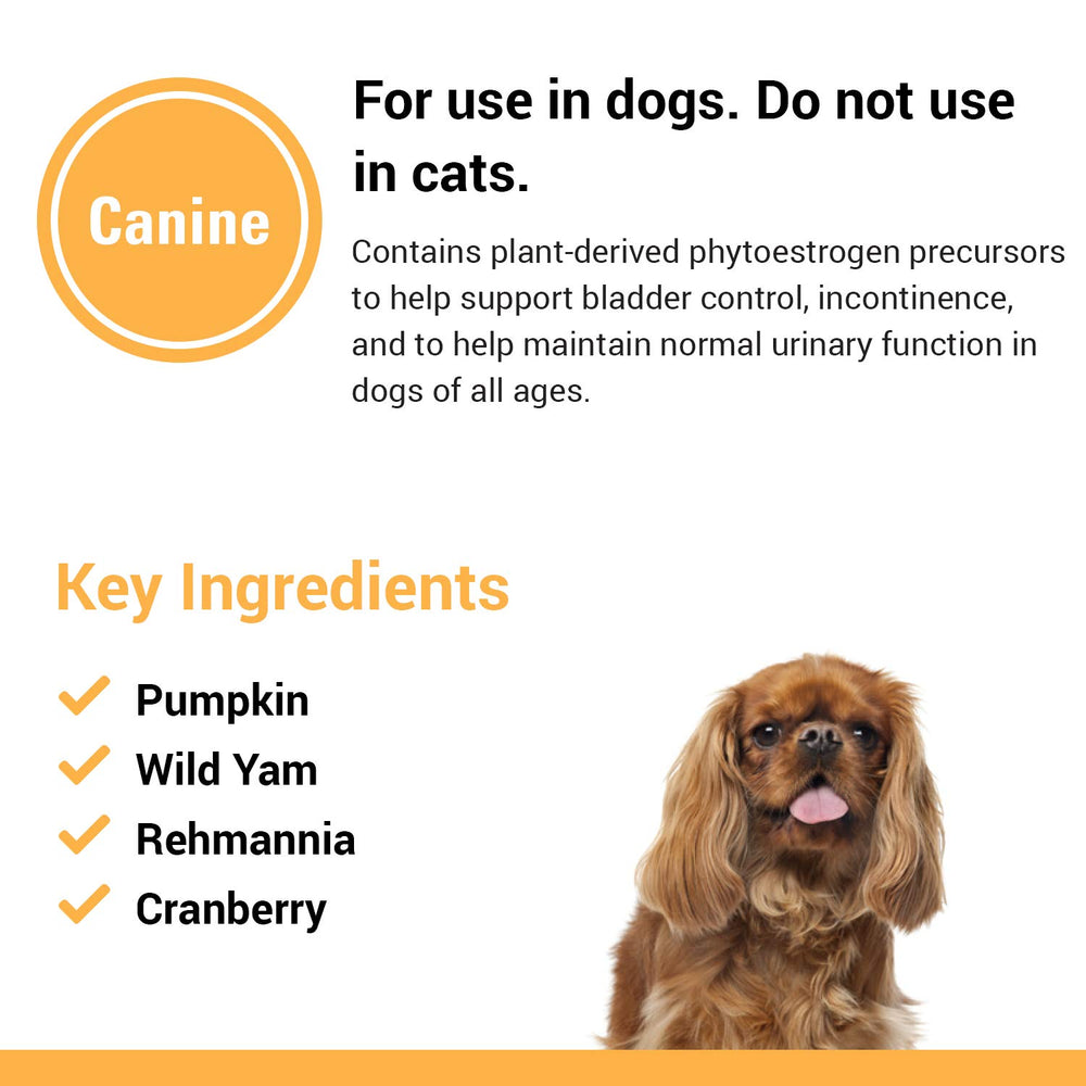 Dog on floor image shows easy daily supplementation for steady bladder support