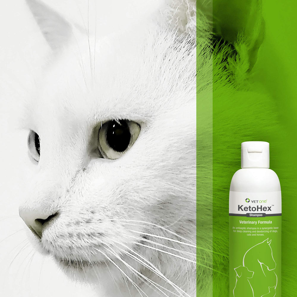 Vet One dog allergy shampoo after-bath-dog-coat reveals soft, clean fur