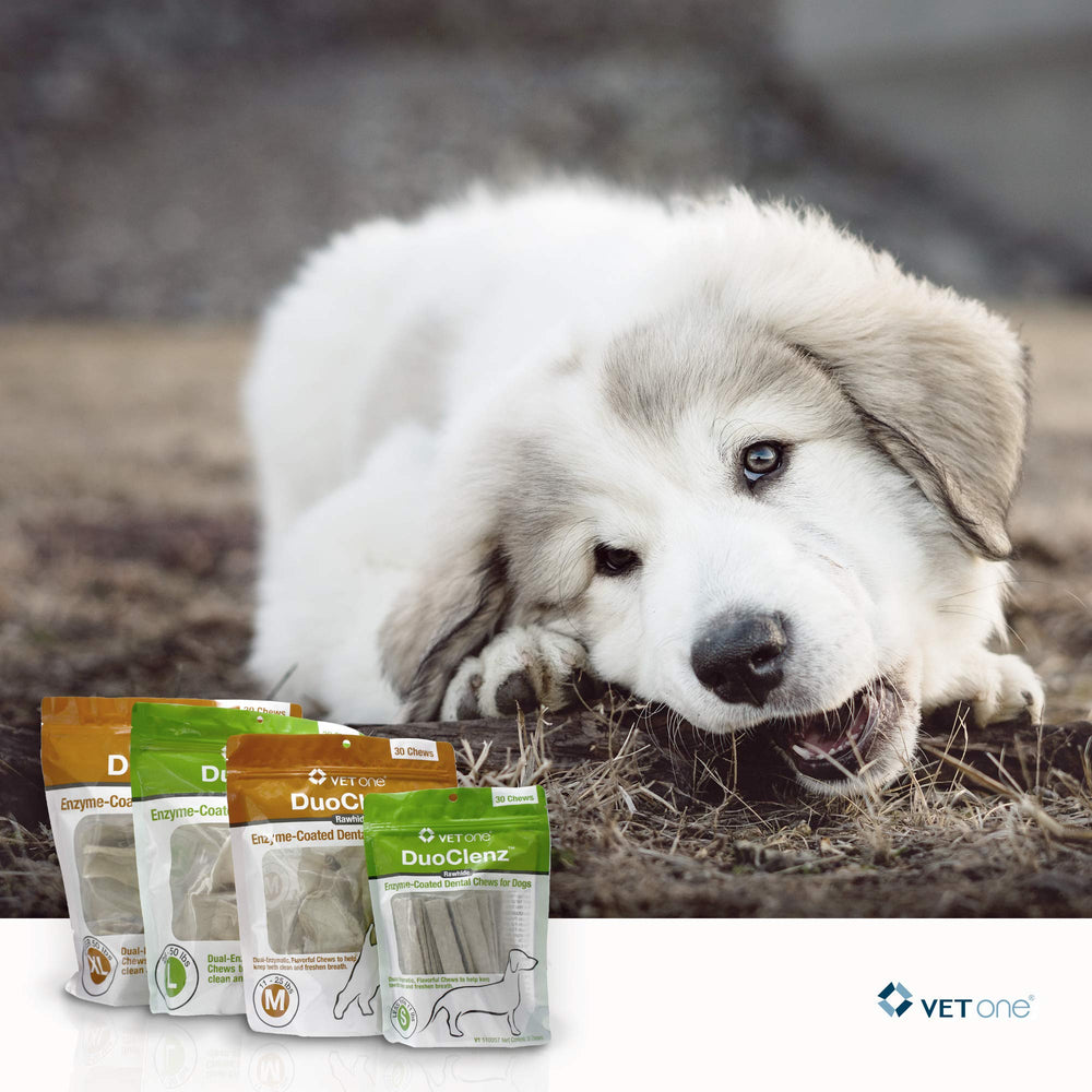 Vet One DuoClenz small-dog care helps busy owners maintain oral hygiene daily.