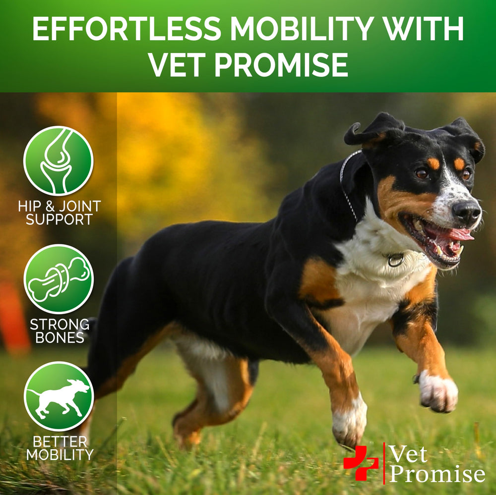Vet Promise Advanced Glucosamine for Dogs senior dog activity image suggesting improved mobility.